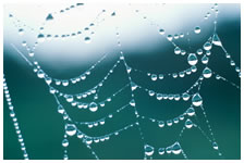 image of spider's web